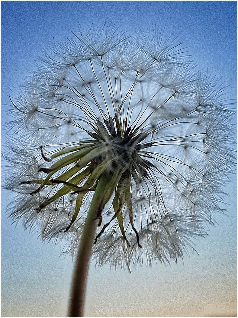 Nature In Class A By Lynn Curtis For Structures In Nature SEP-2022.jpg